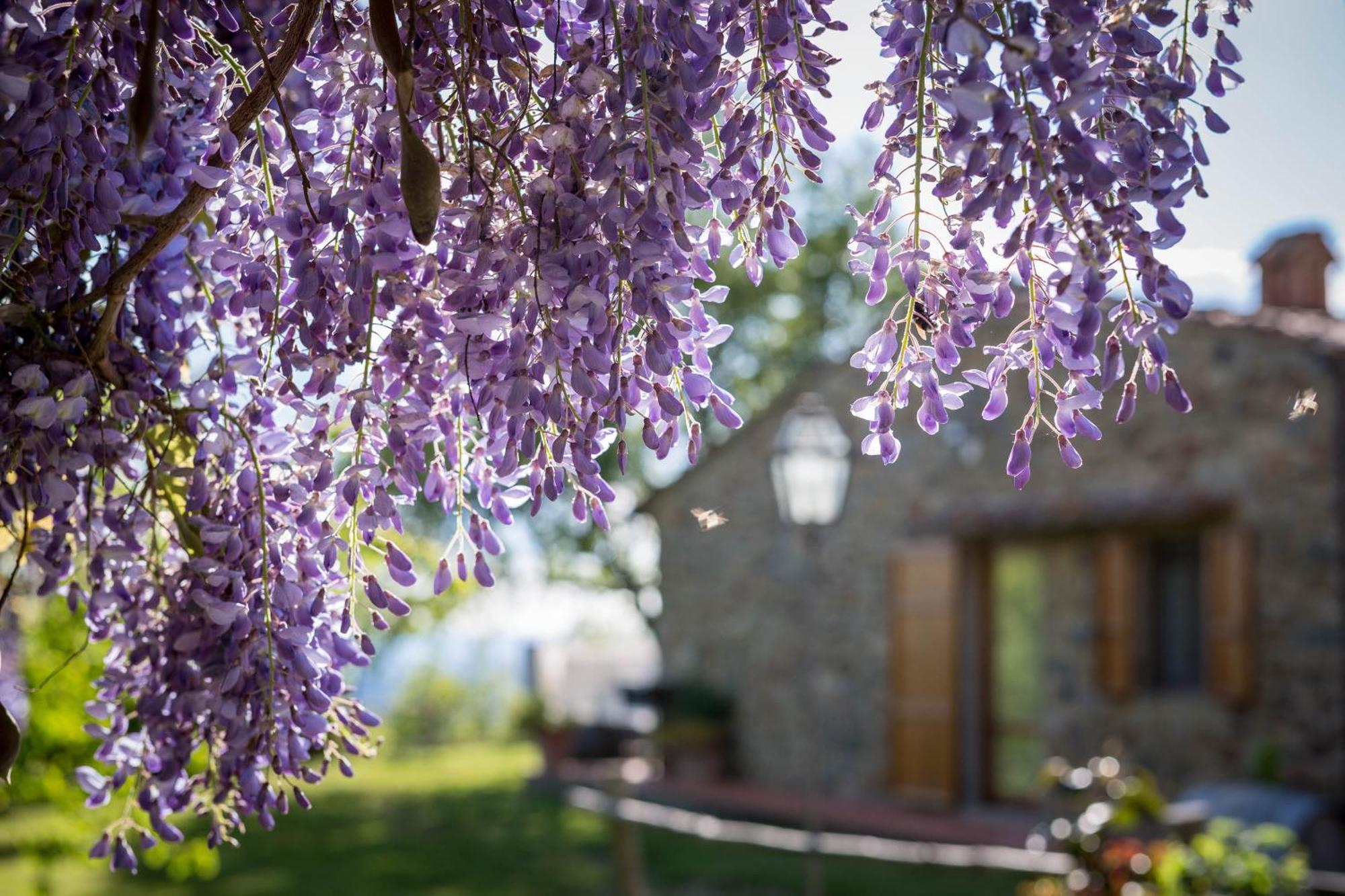 Le Cetinelle Konuk evi Greve in Chianti Dış mekan fotoğraf