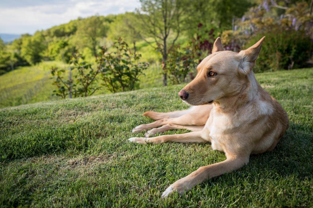 Le Cetinelle Konuk evi Greve in Chianti Dış mekan fotoğraf